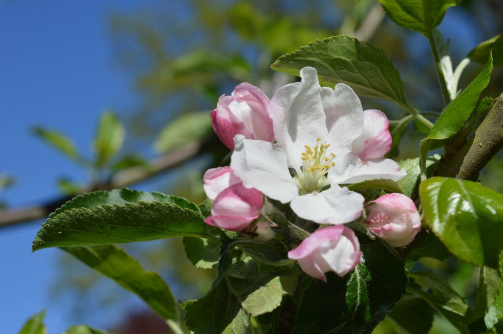 Apfelblüte