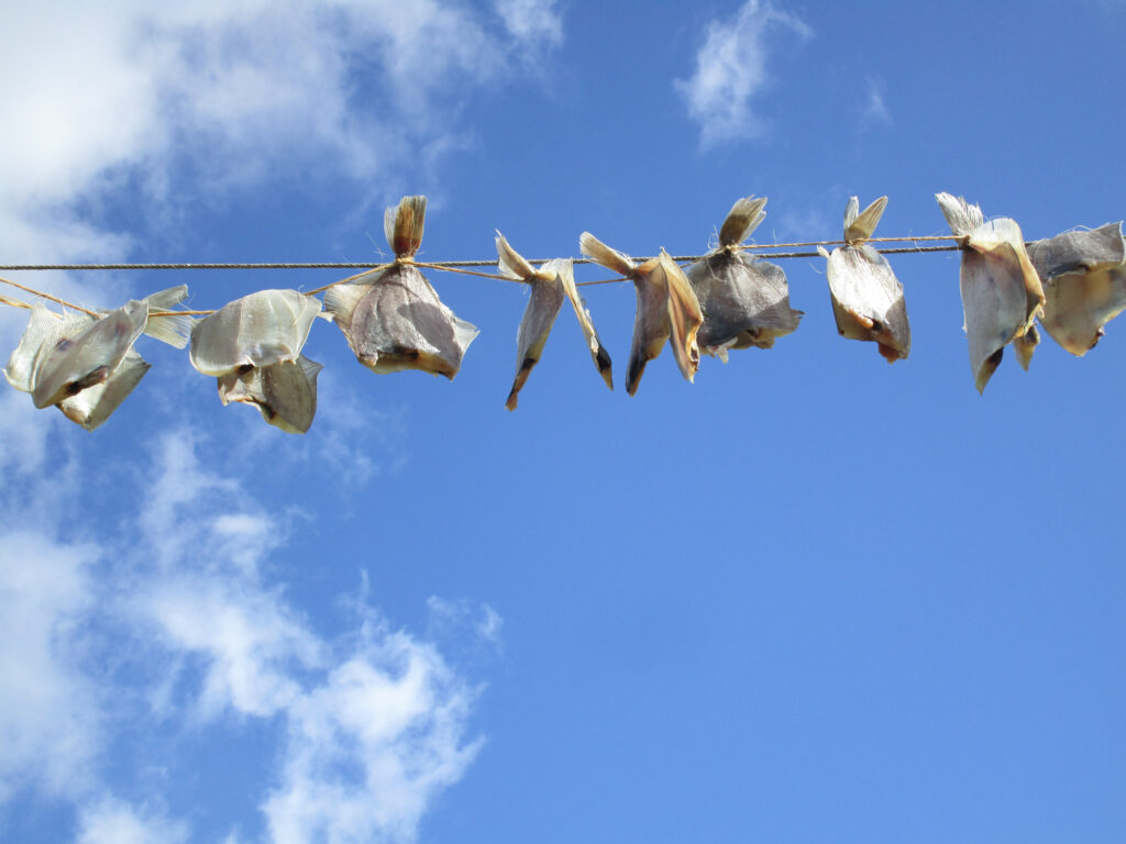 Kliesche Plattfisch auf Wäscheleine